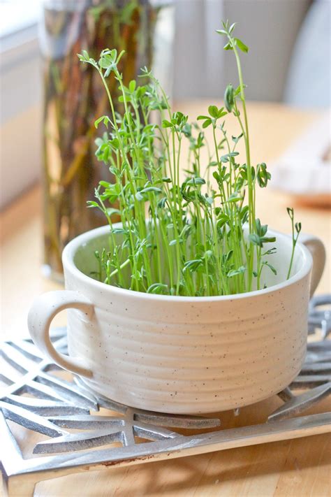 Lentil Window Gardens: Creating a Serene Oasis in Your Home